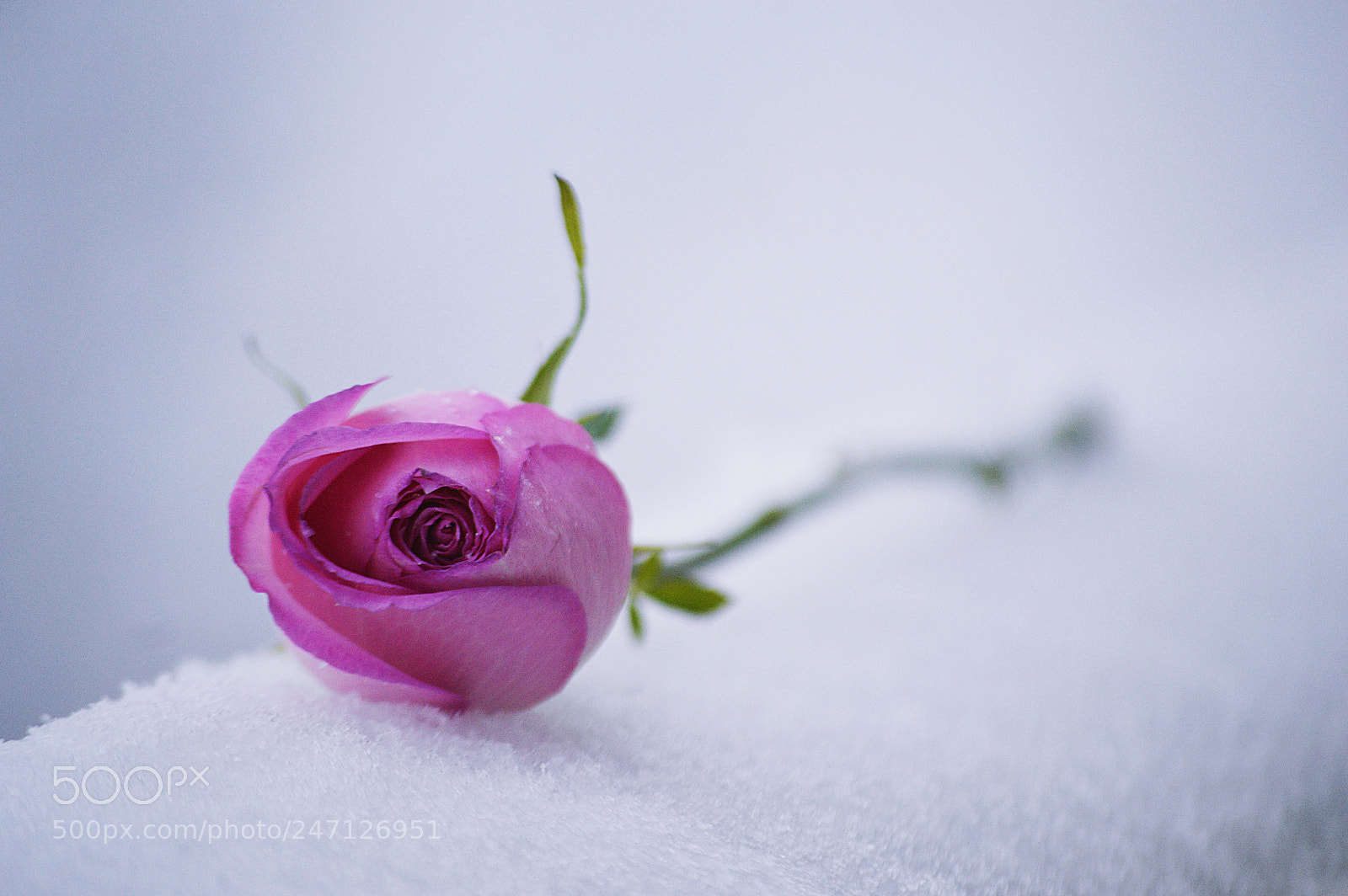 Nikon D3200 sample photo. Waiting for spring..... photography