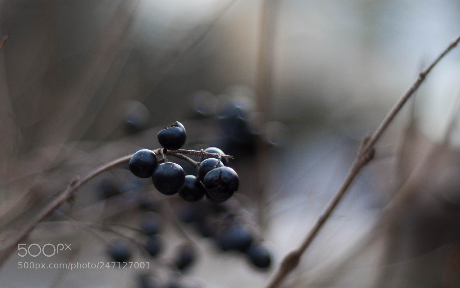 Nikon D50 sample photo. Bush photography