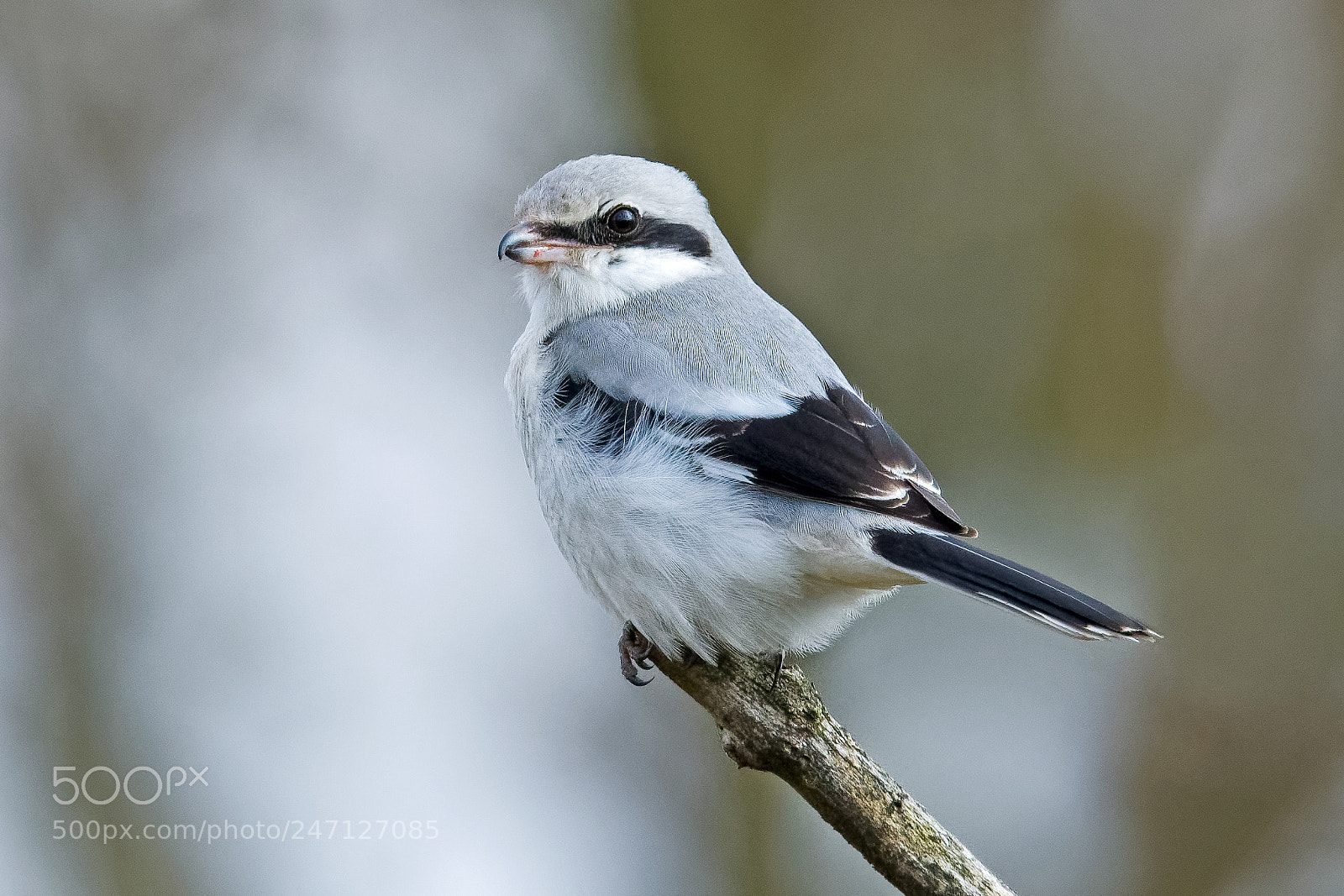 Nikon D500 sample photo. Great gray shrike photography