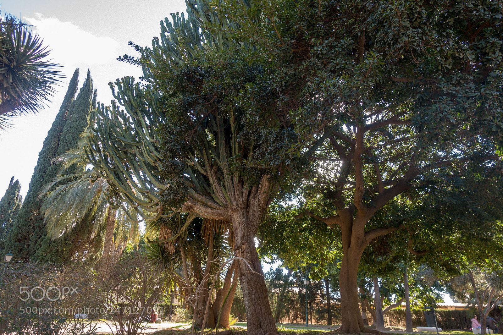Sony Cyber-shot DSC-RX100 IV sample photo. Stinger in the dry photography