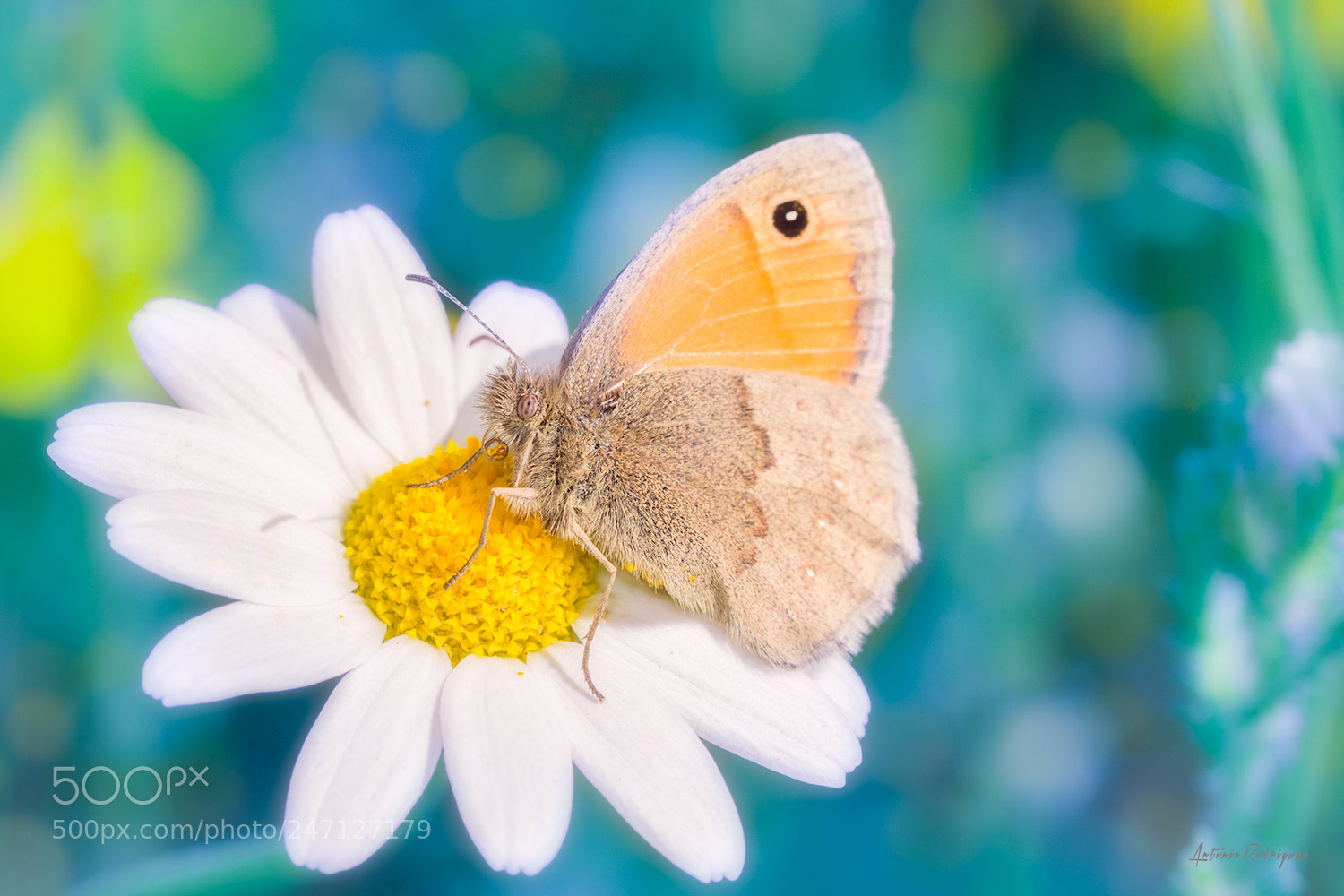 Nikon D7100 sample photo. Mariposa photography