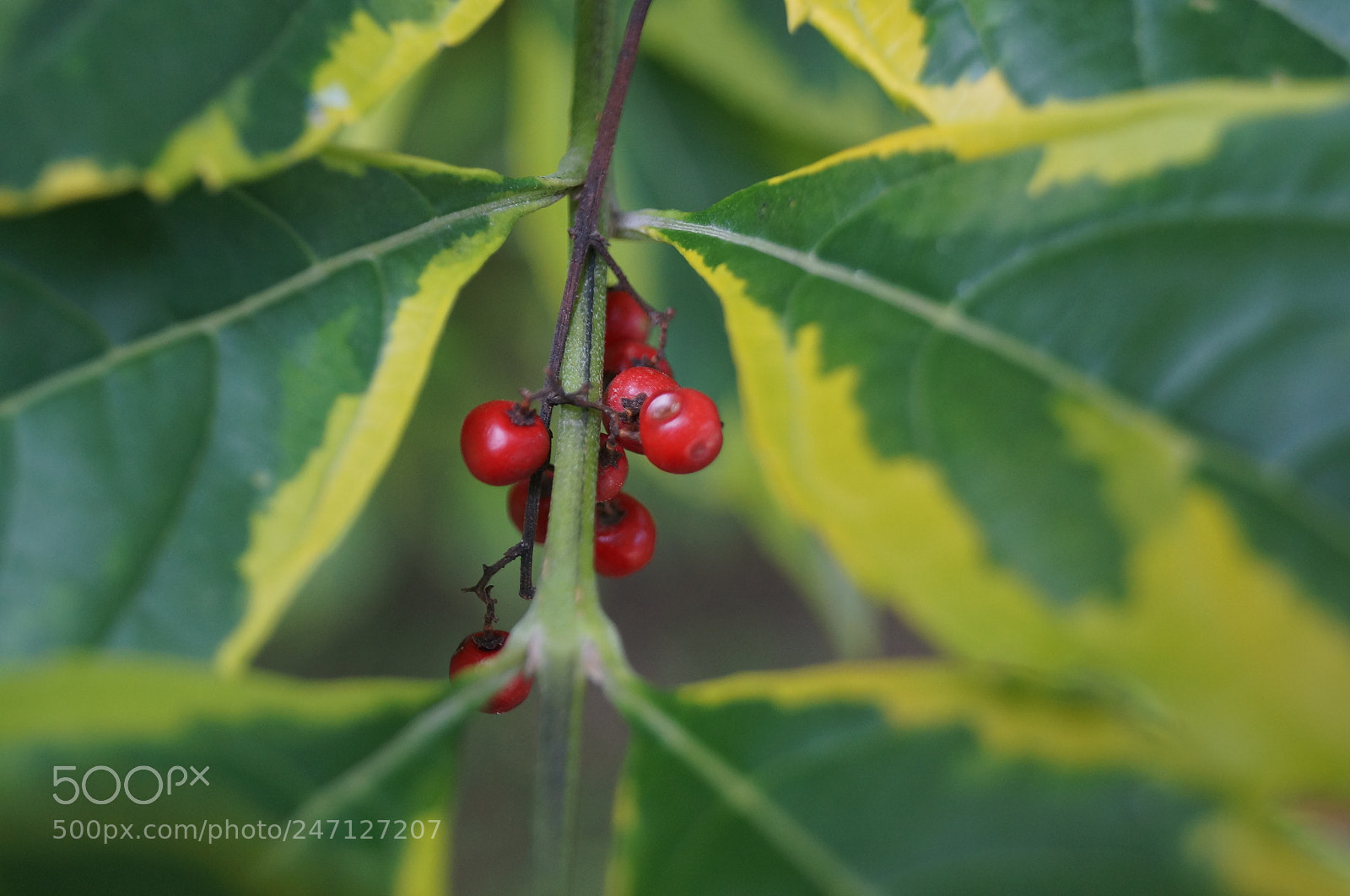 Sony SLT-A37 sample photo. Bolitas photography