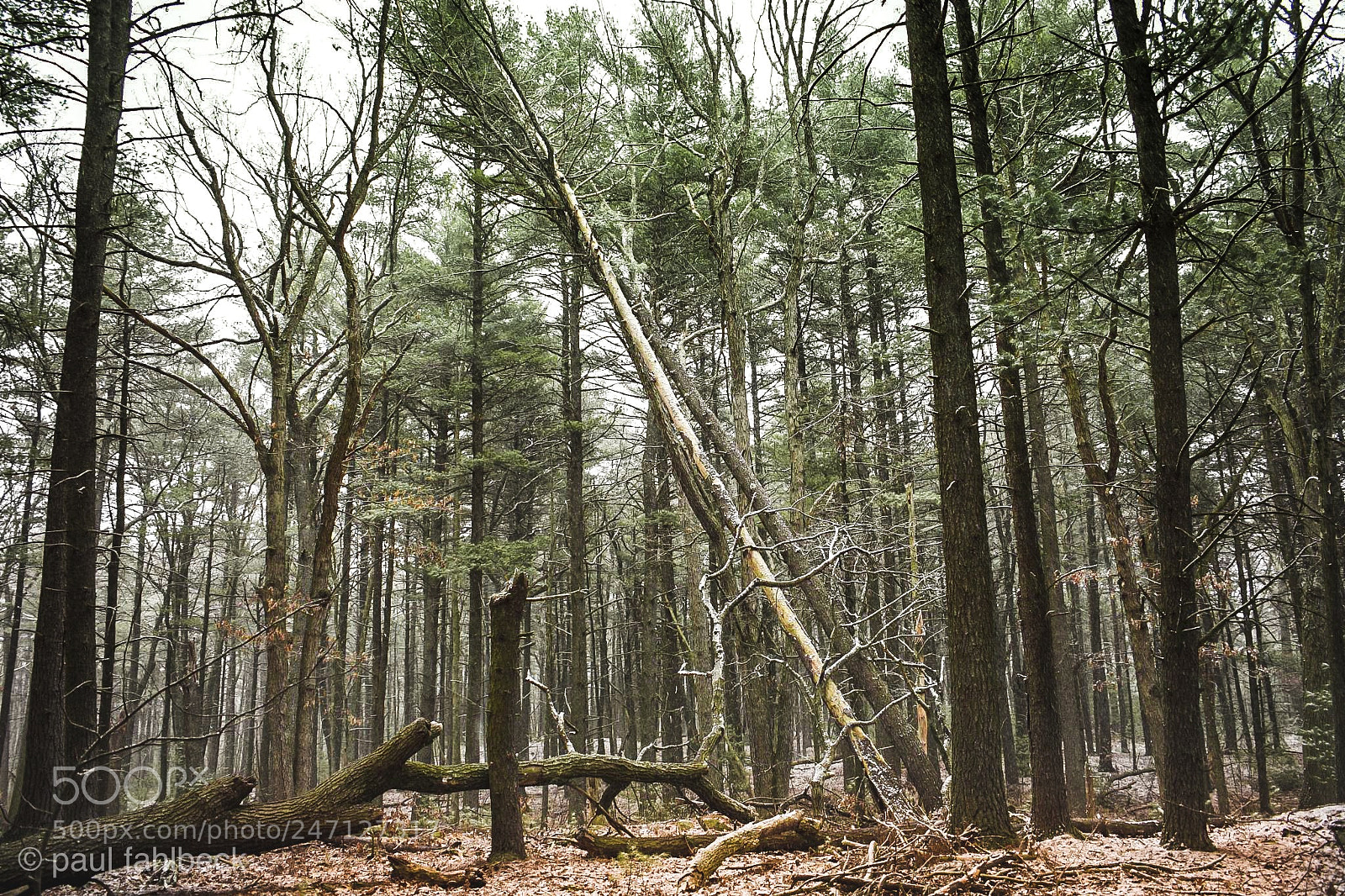 Nikon D7200 sample photo. Fells reservation photography