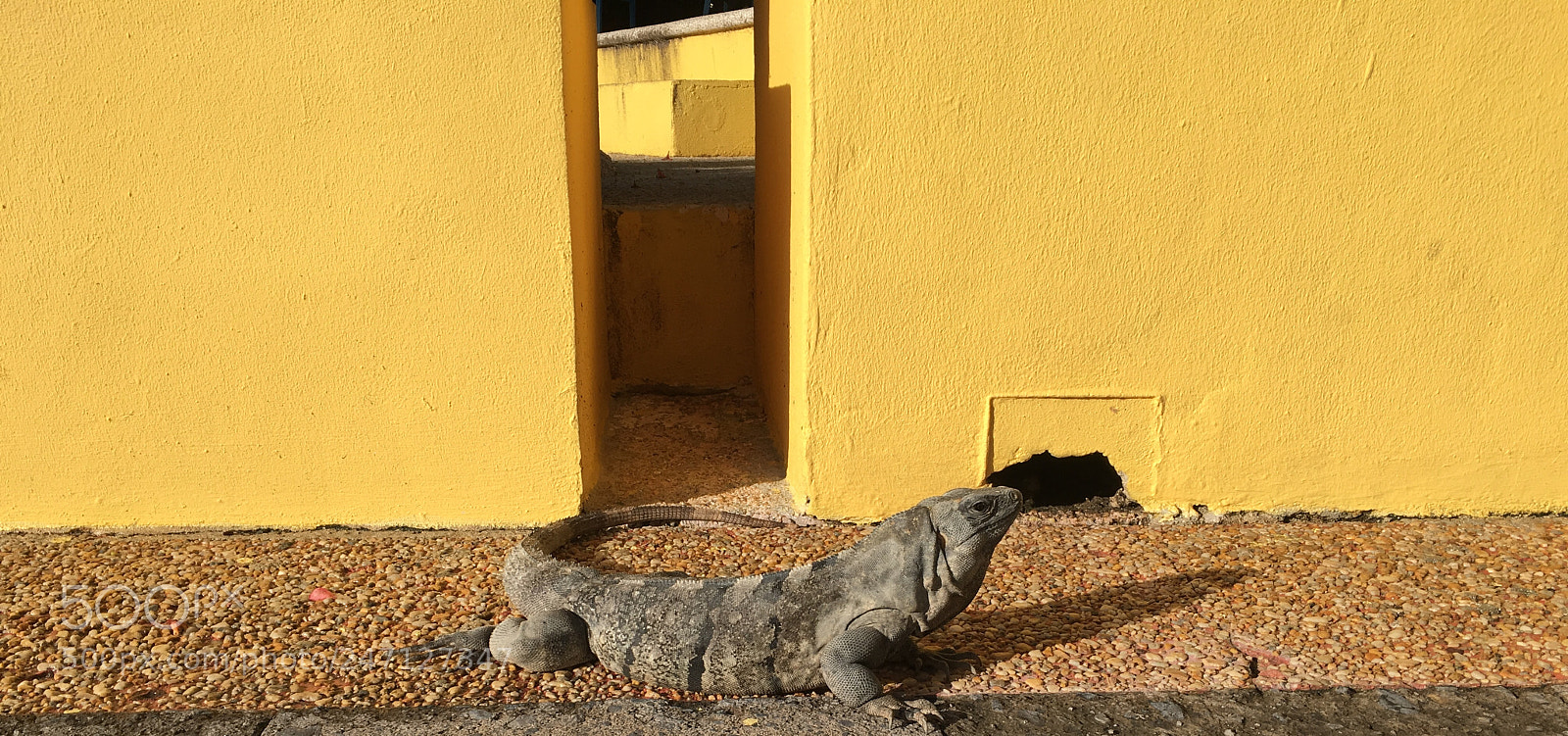 Apple iPhone 6s sample photo. Iguana photography