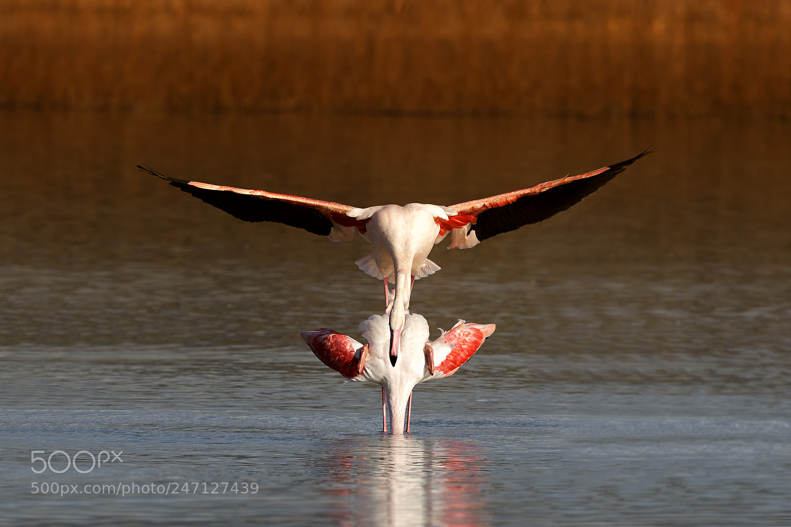 Canon EOS 7D Mark II sample photo. Fenicotteri in accoppiamento photography