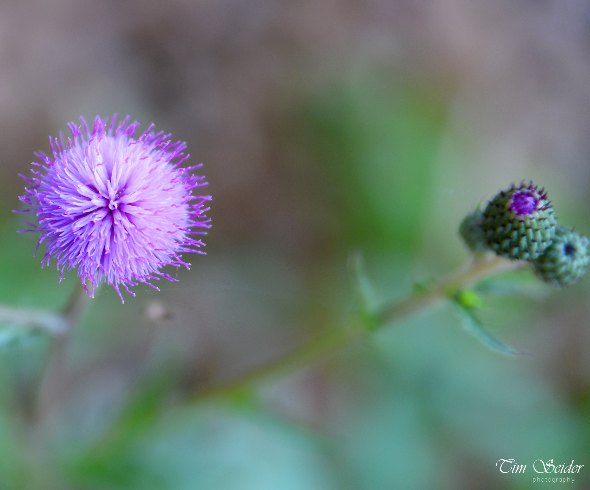 Nikon D610 sample photo. Pink blossom photography
