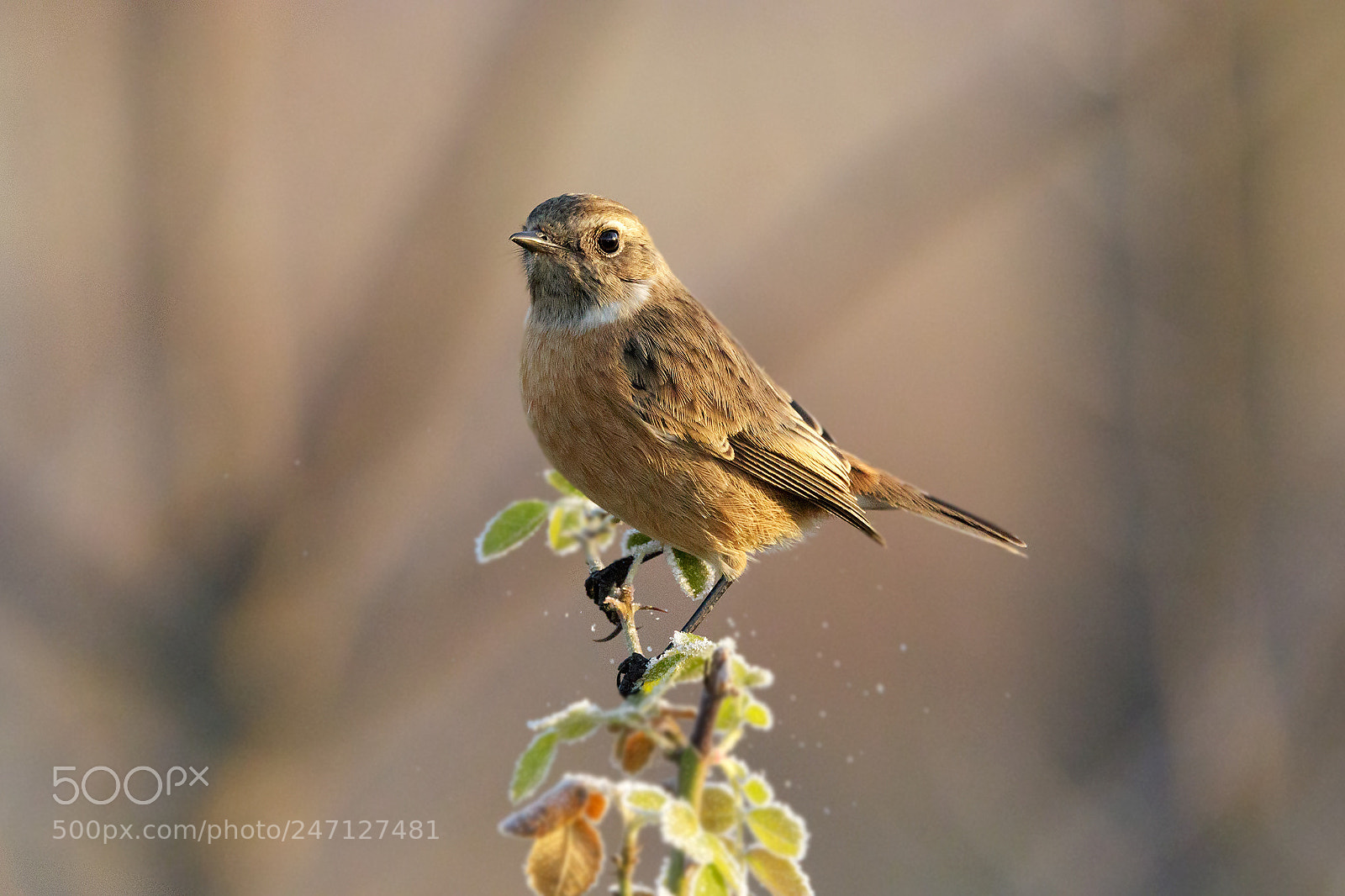 Canon EOS 7D Mark II sample photo. Saltimpalo photography