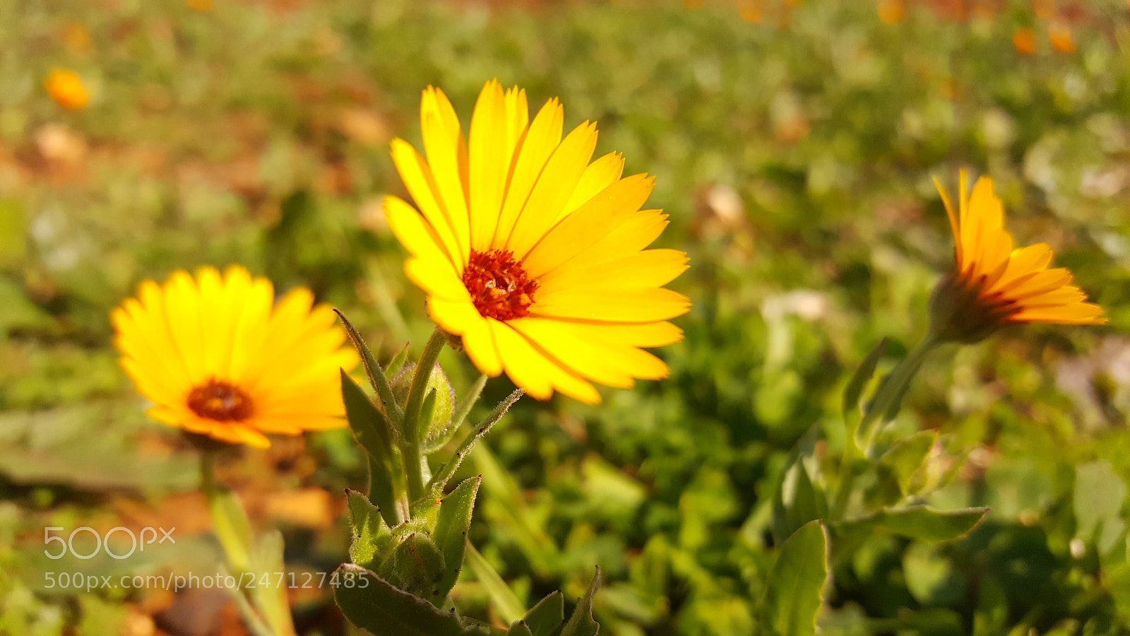Samsung GALAXY S6 edge sample photo. Fleur photography