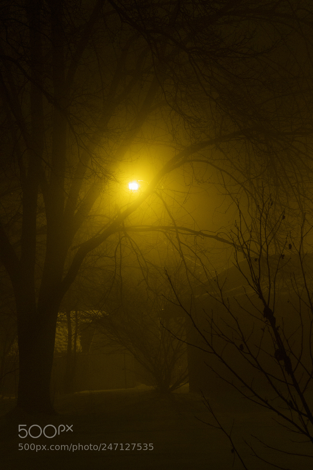 Canon EOS 1200D (EOS Rebel T5 / EOS Kiss X70 / EOS Hi) sample photo. Foggy, yellow, snow, and photography