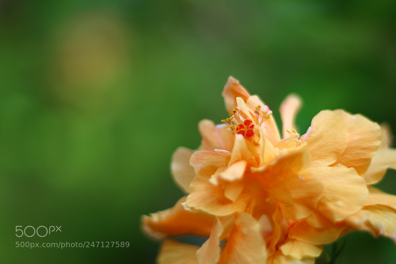 Canon EOS 700D (EOS Rebel T5i / EOS Kiss X7i) + Canon EF 50mm F1.8 STM sample photo. Amit photography photography