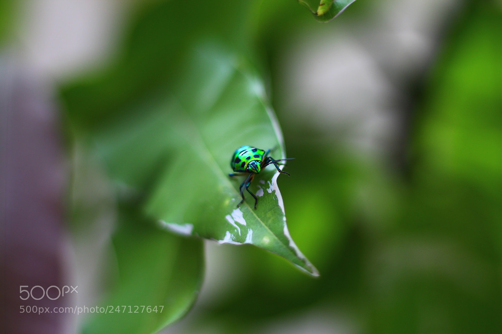 Canon EOS 700D (EOS Rebel T5i / EOS Kiss X7i) + Canon EF 50mm F1.8 STM sample photo. Amit photography photography
