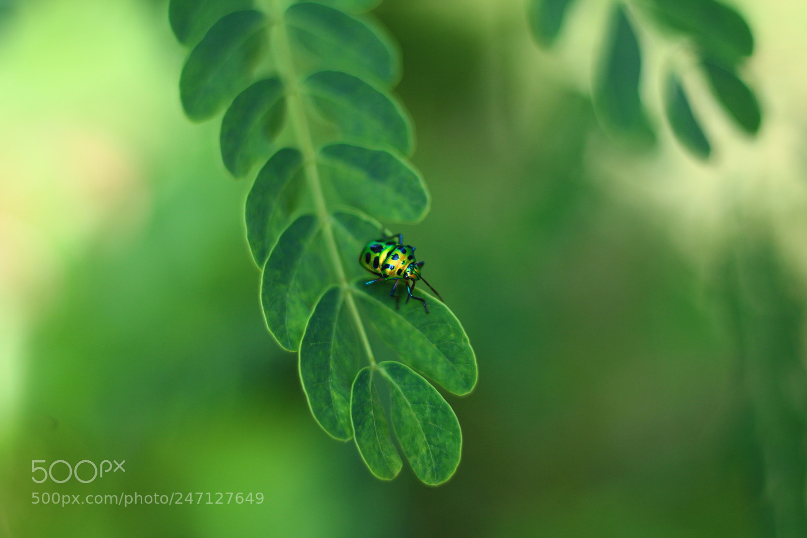 Canon EOS 700D (EOS Rebel T5i / EOS Kiss X7i) + Canon EF 50mm F1.8 STM sample photo. Amit photography photography