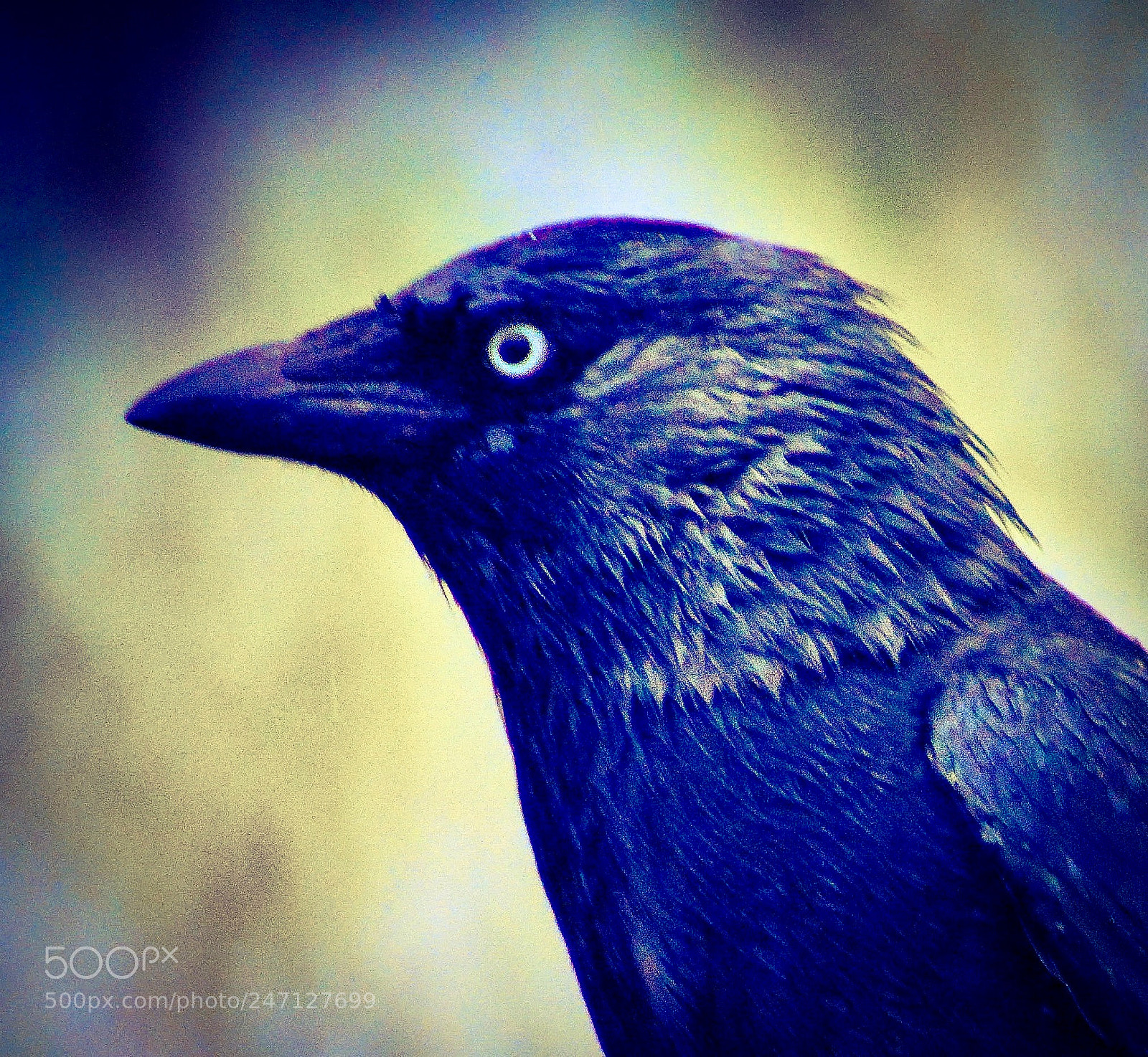 Nikon D5200 sample photo. Portrait of a crow photography