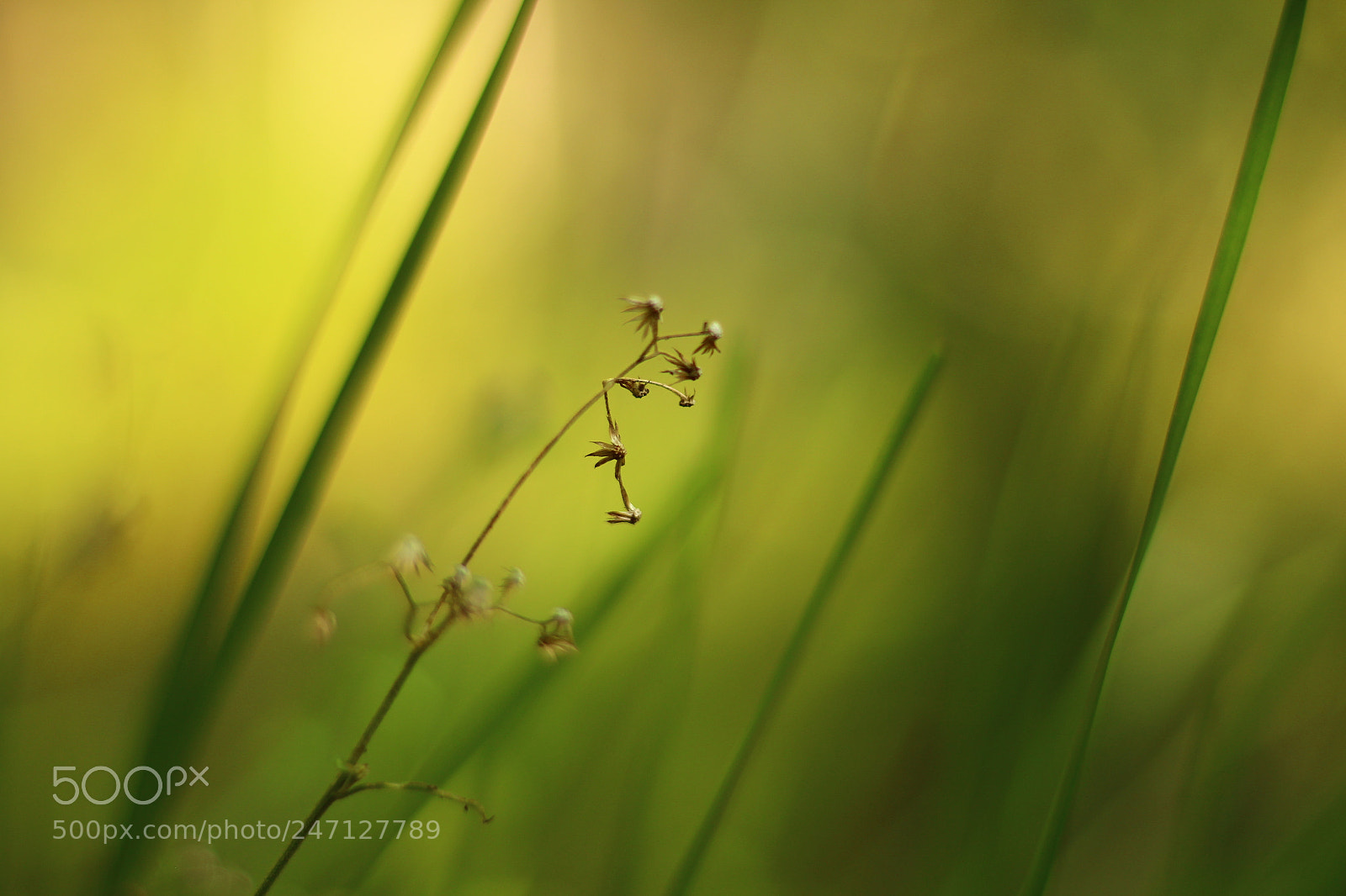 Canon EOS 700D (EOS Rebel T5i / EOS Kiss X7i) + Canon EF 50mm F1.8 STM sample photo. Amit photography photography