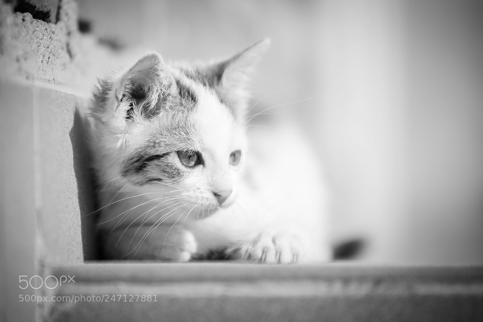 Canon EOS 5D sample photo. Black and white small photography