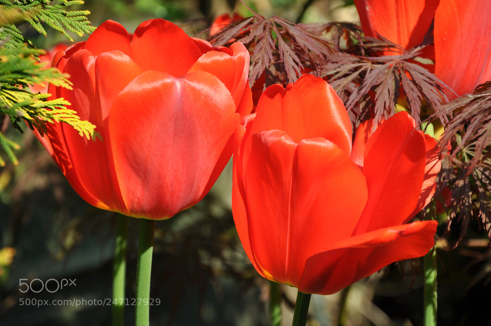 Nikon D90 sample photo. Red tulips photography