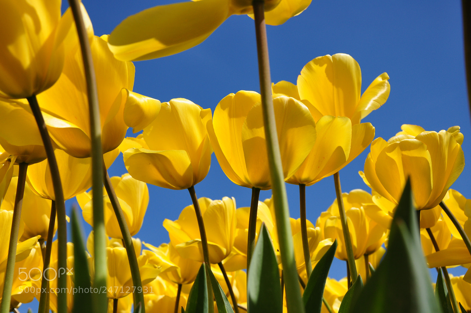 Nikon D90 sample photo. Yellow tulips photography