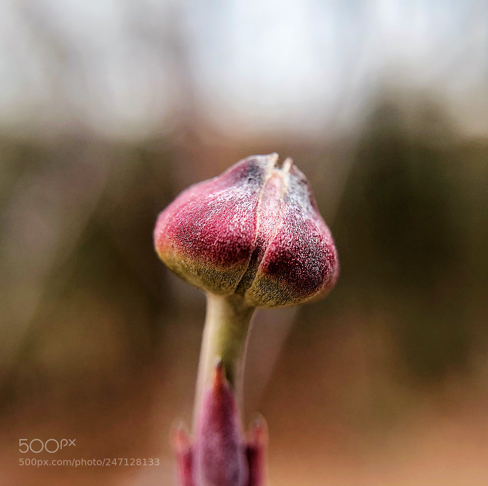 Apple iPhone X sample photo. Dogwood bud photography