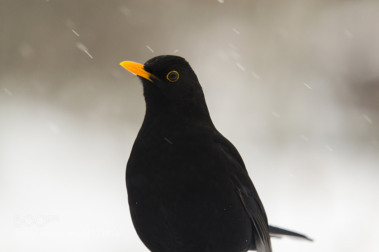 Nikon D3100 sample photo. Blackbird photography