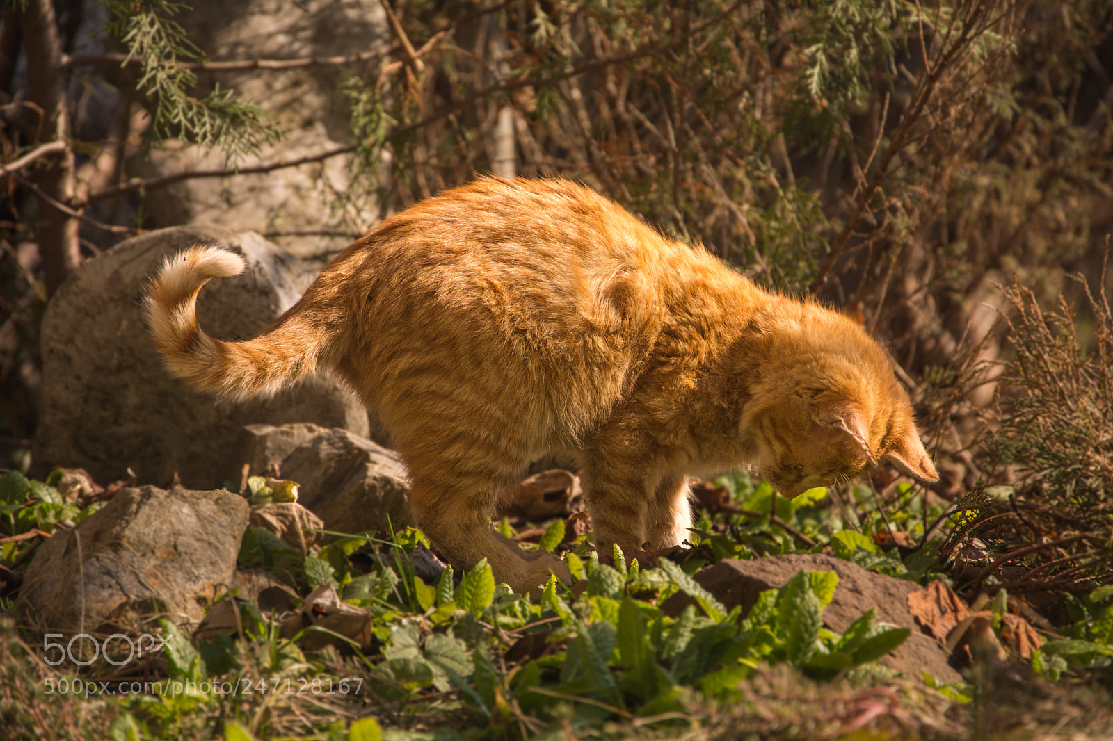 Nikon D7100 sample photo. Kitten fun photography