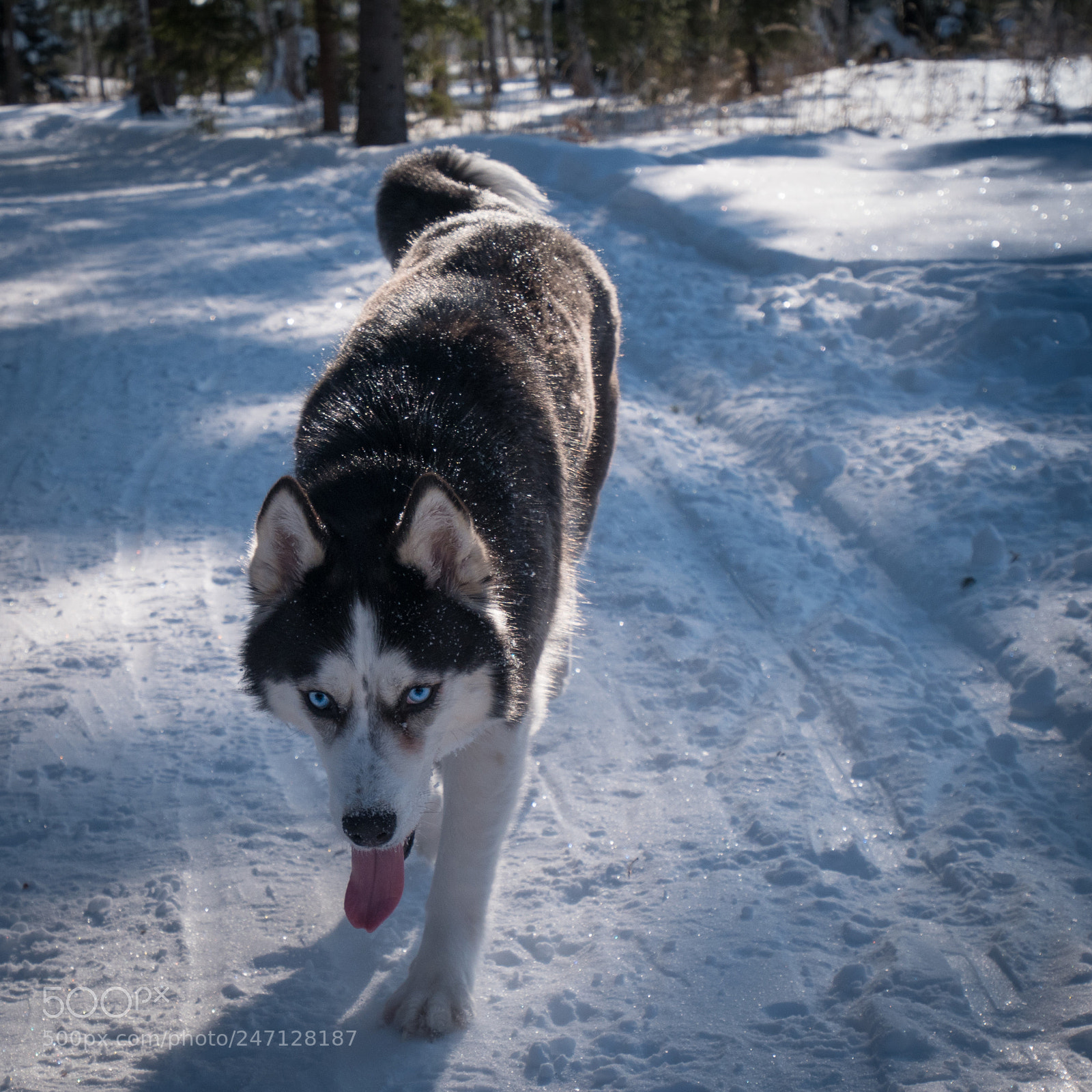 Panasonic Lumix DMC-GX85 (Lumix DMC-GX80 / Lumix DMC-GX7 Mark II) sample photo. Diana photography