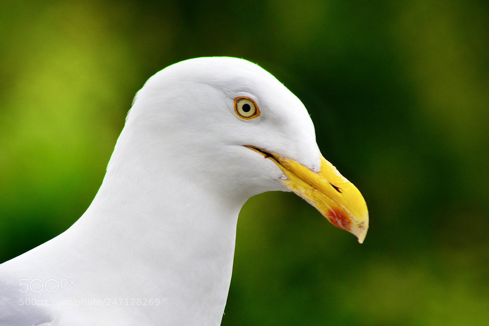 Nikon D5200 sample photo. Portrait of a gull photography