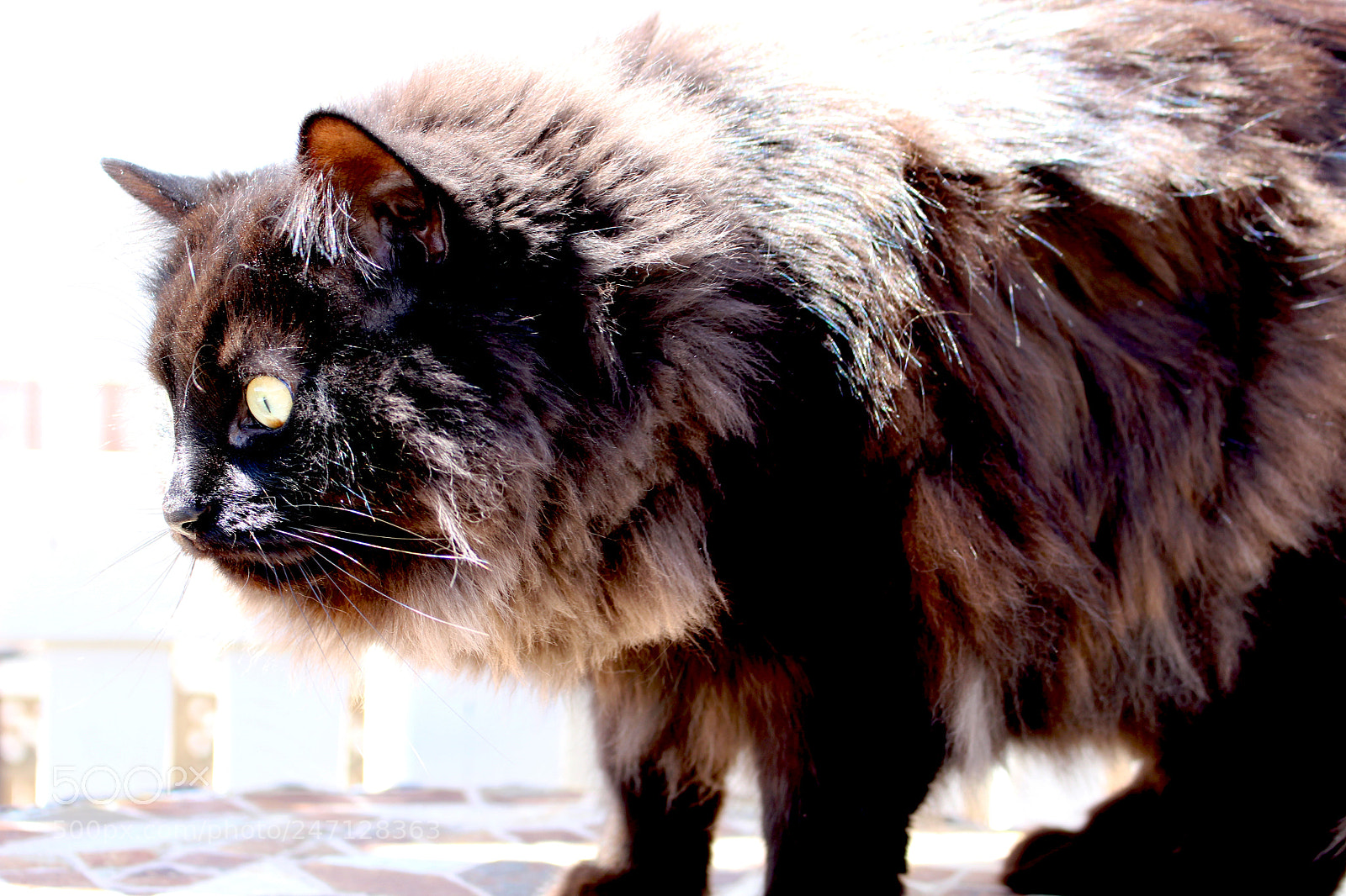 Canon EOS 100D (EOS Rebel SL1 / EOS Kiss X7) sample photo. Sun's glare, cat's stare photography