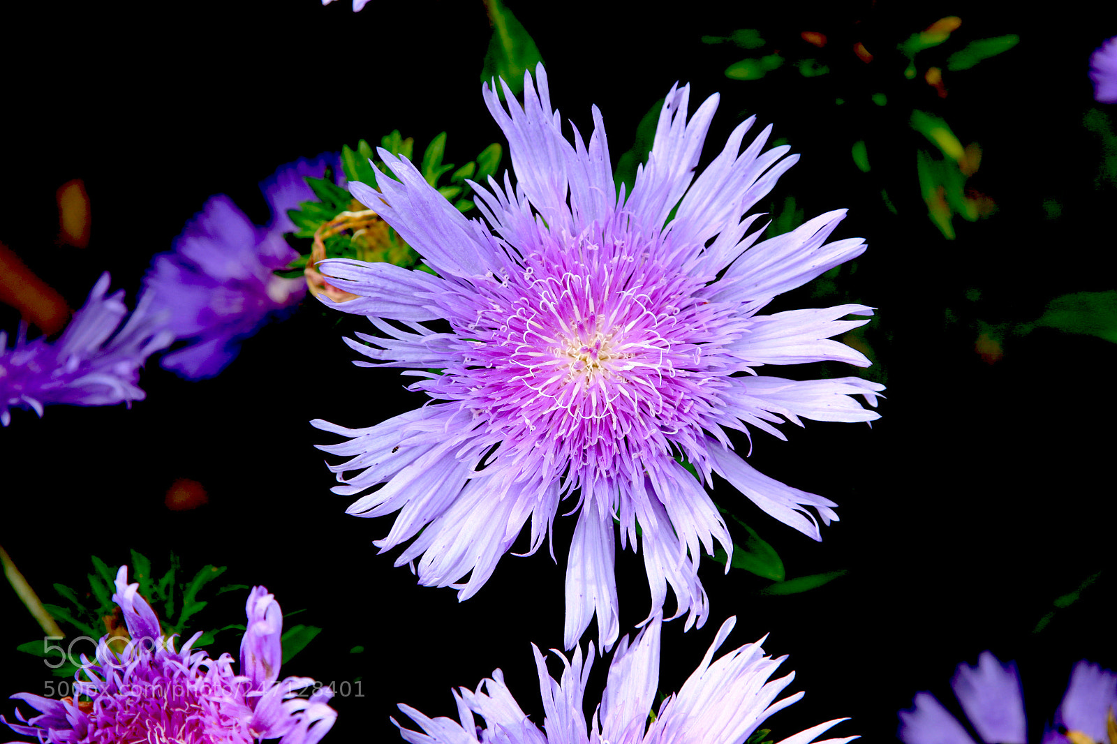 Canon EOS 50D sample photo. Flowers photography