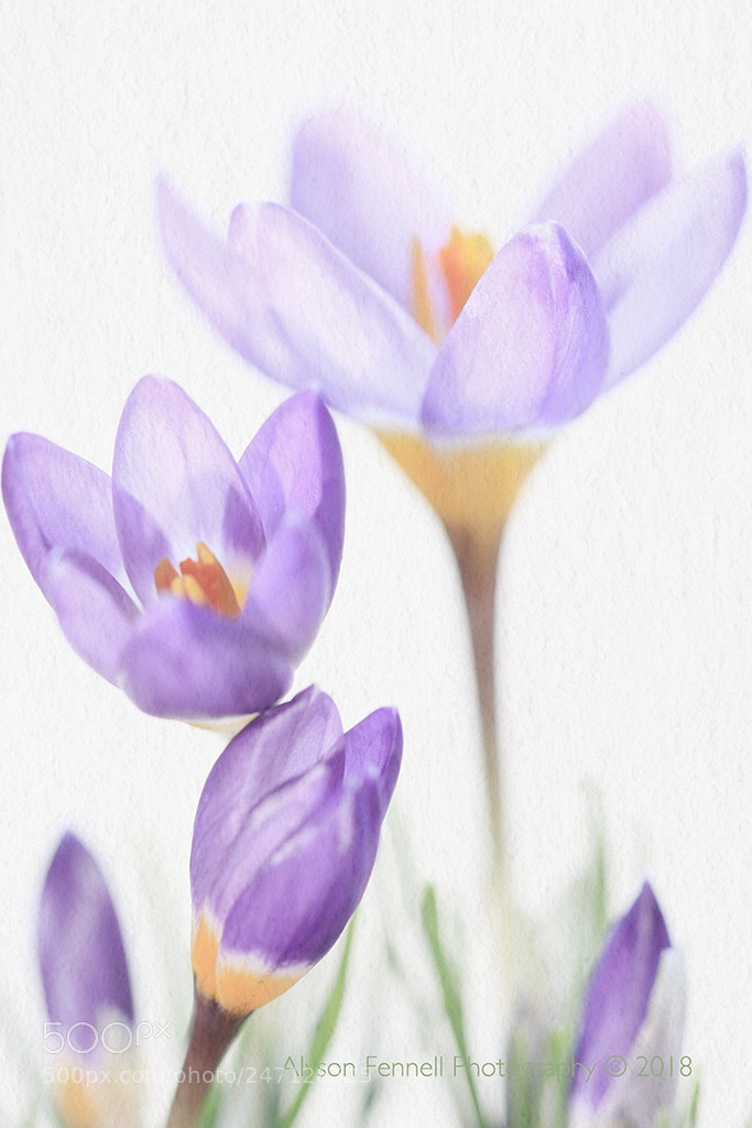 Canon EOS 7D Mark II sample photo. Painterly crocus photography