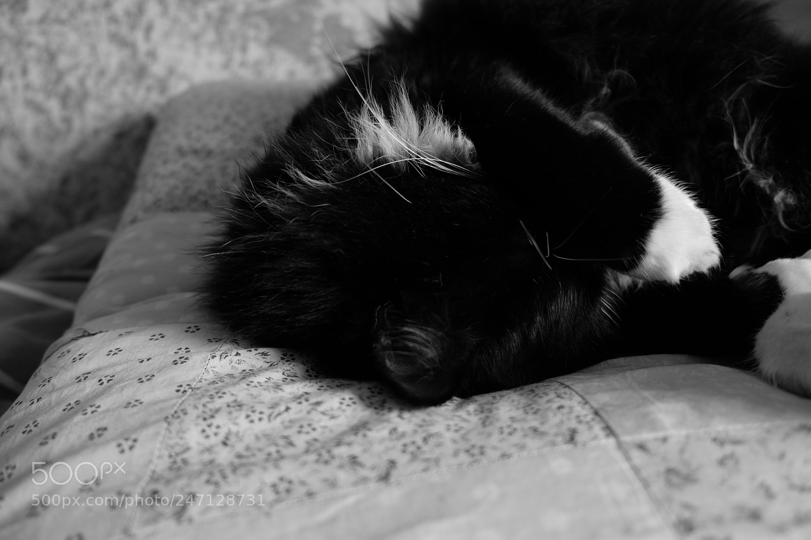 Fujifilm X-T20 sample photo. Don’t disturb! photography
