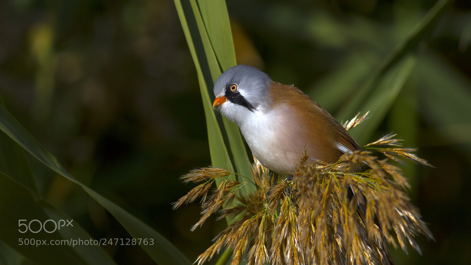 Canon EOS 7D sample photo. Bearded reedling tit photography