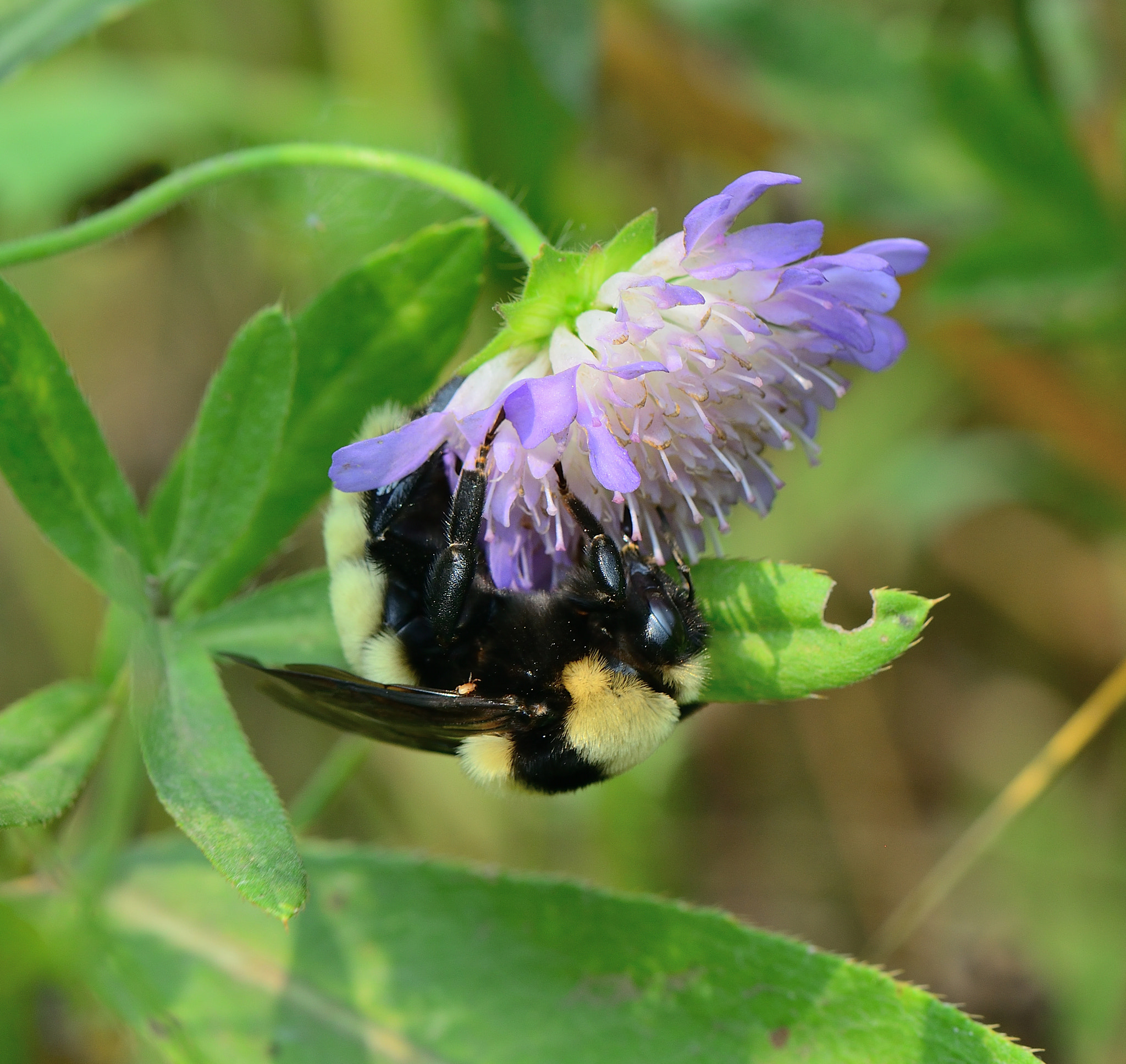 Nikon AF-S Micro-Nikkor 105mm F2.8G IF-ED VR sample photo. Bombus fragrans-Степной шмель. photography