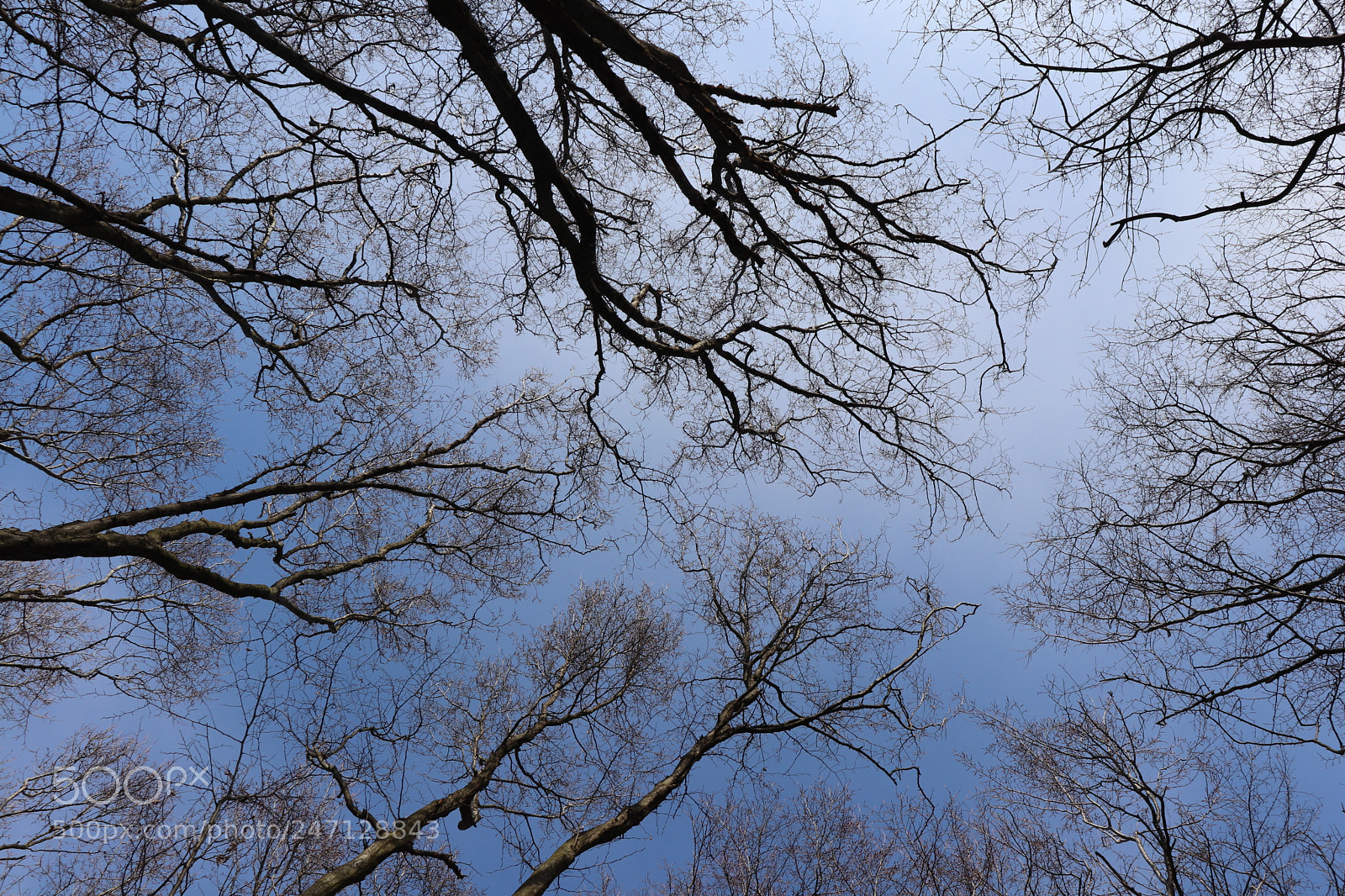 Canon EOS 800D (EOS Rebel T7i / EOS Kiss X9i) sample photo. А look to the sky photography