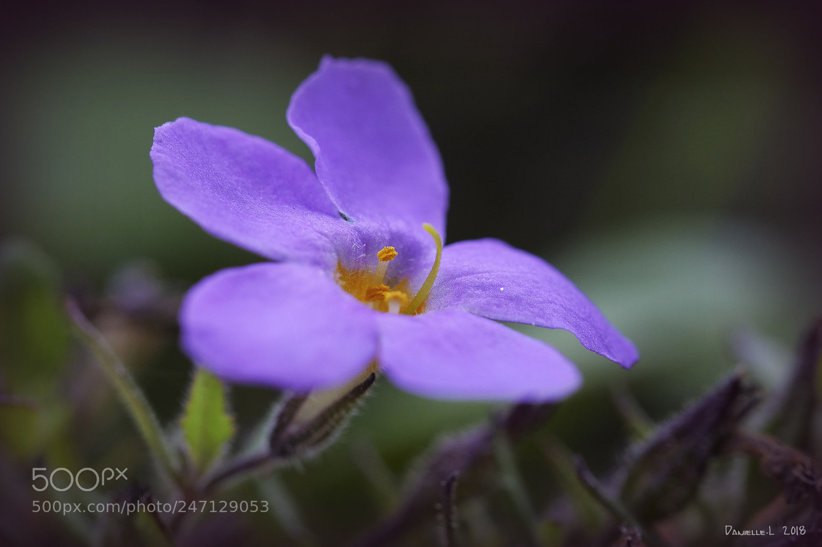Panasonic Lumix DC-G9 sample photo. Little flower photography