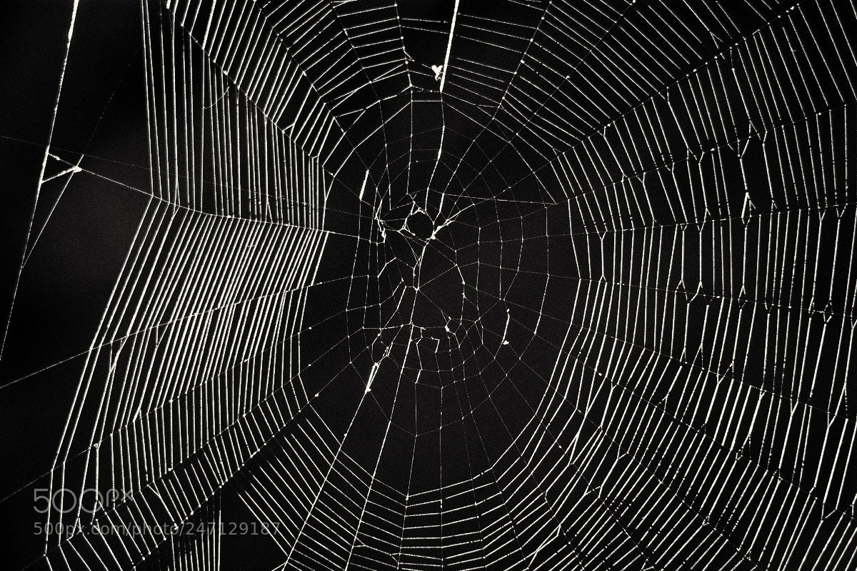Sony Alpha DSLR-A290 sample photo. Pattern photography