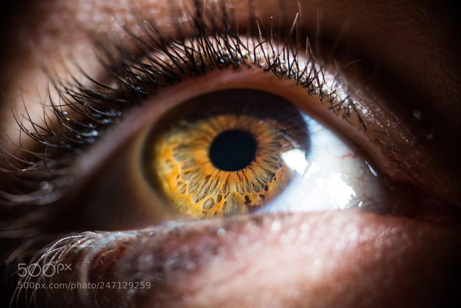 Nikon D810 sample photo. Elodie's eye using a photography