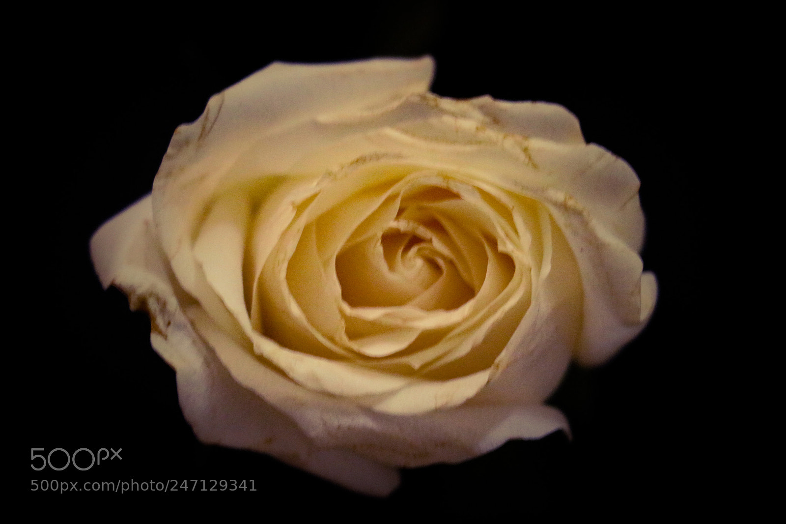 Canon EOS 80D sample photo. Rose photography