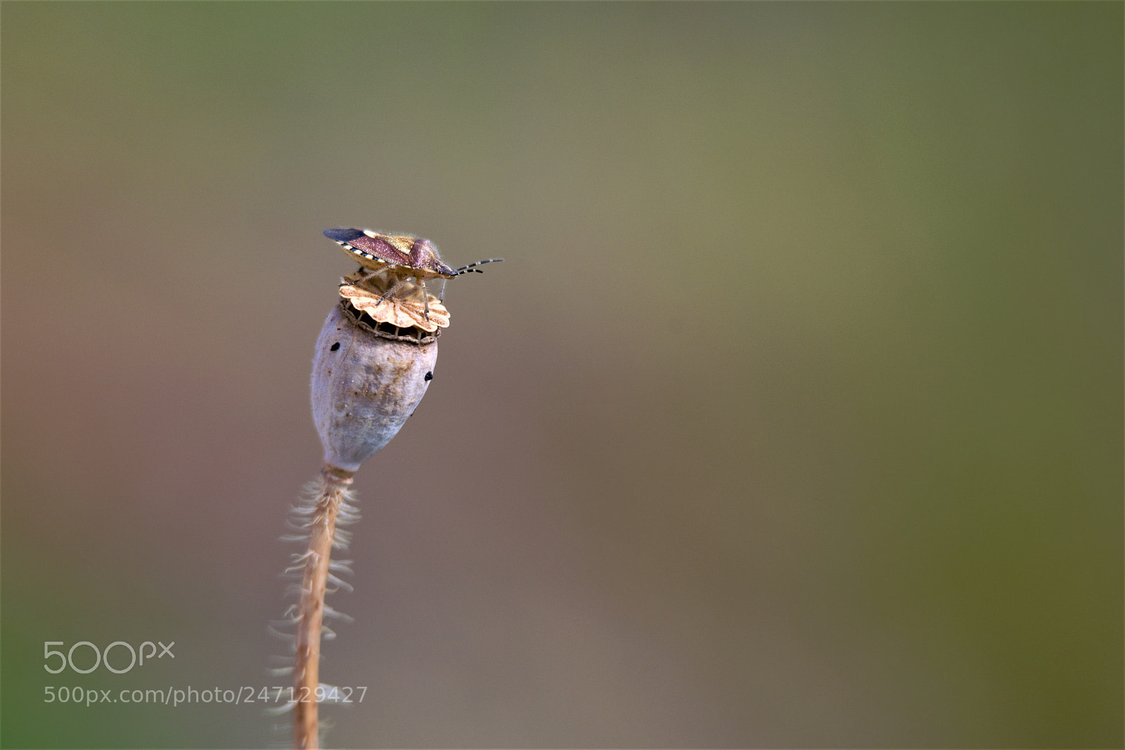 Nikon D800 sample photo. Stand tall photography