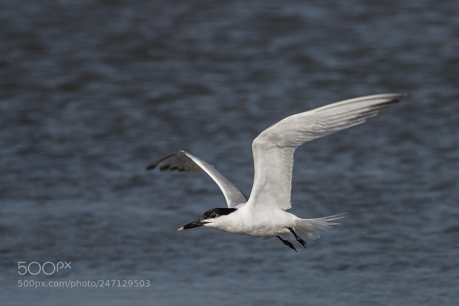Sony SLT-A77 sample photo. Water-air-tern photography