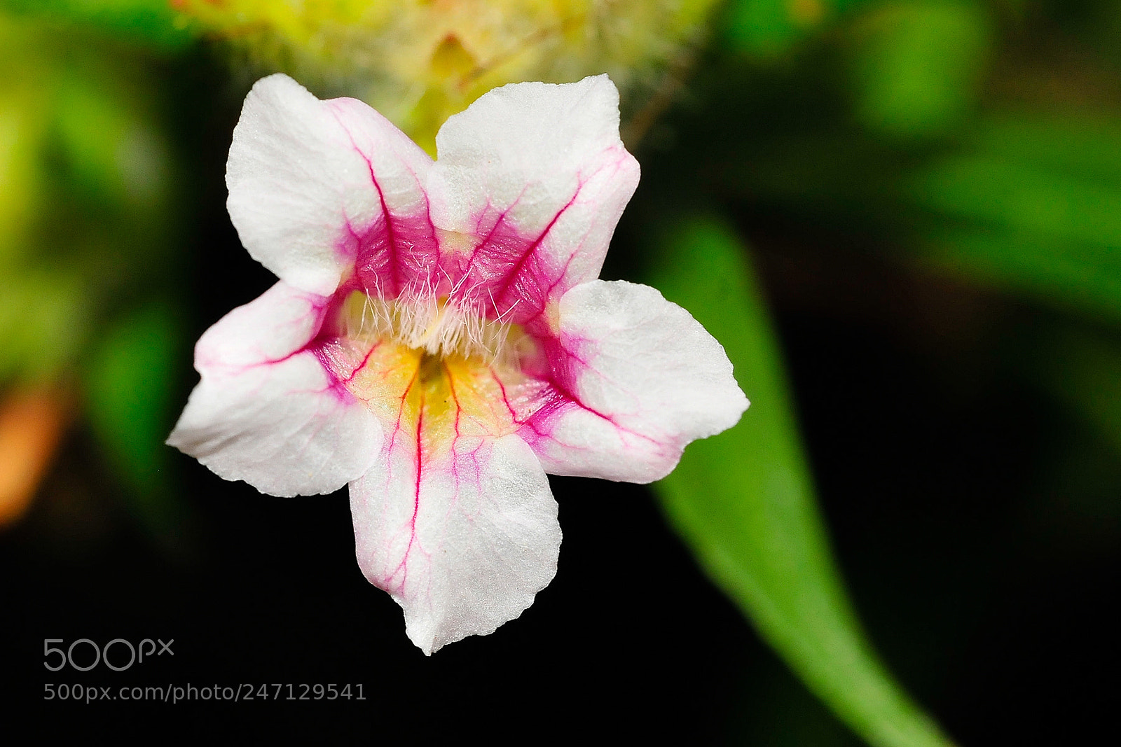 Nikon D300 sample photo. Wild flower photography