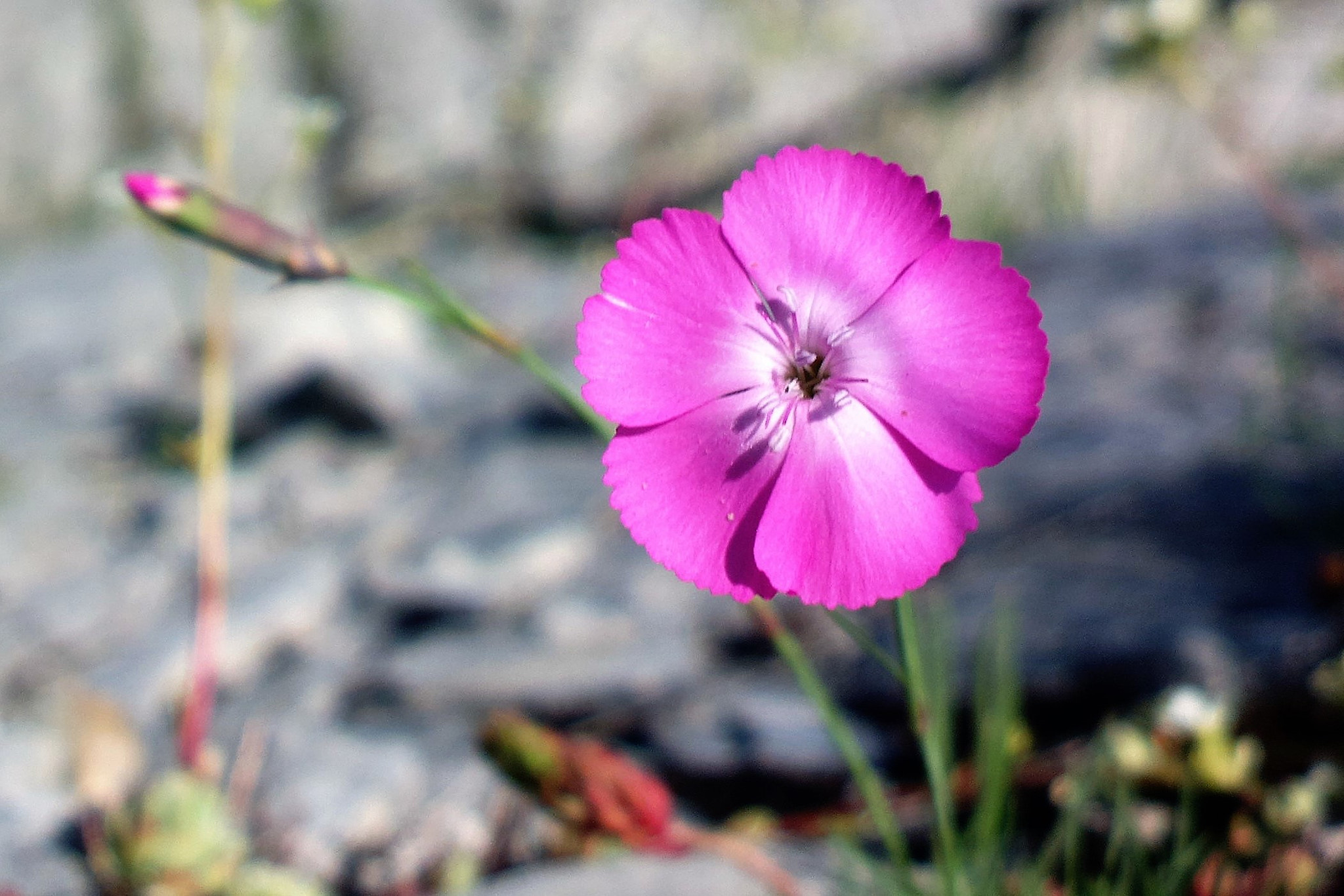 Nokia 808 PureView sample photo. Rocks beauty photography