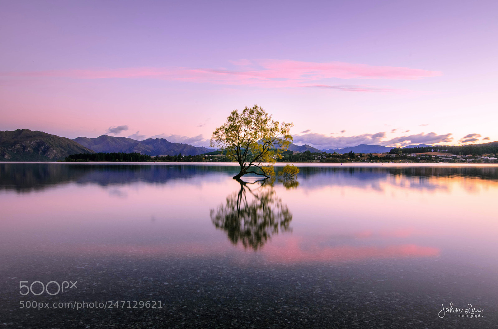 Nikon D5100 sample photo. That wanaka tree photography