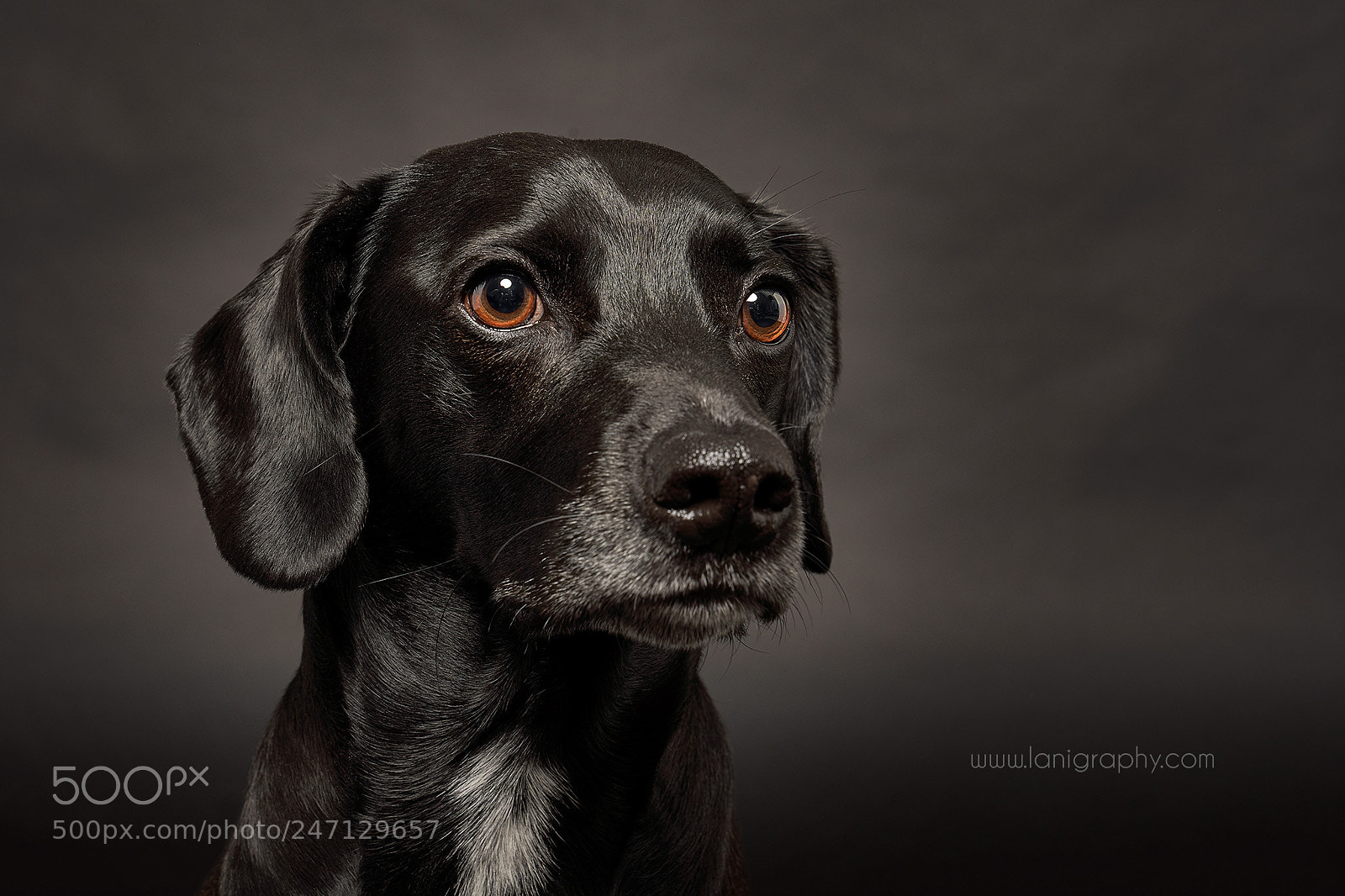 Sony a7R III sample photo. Theo photography