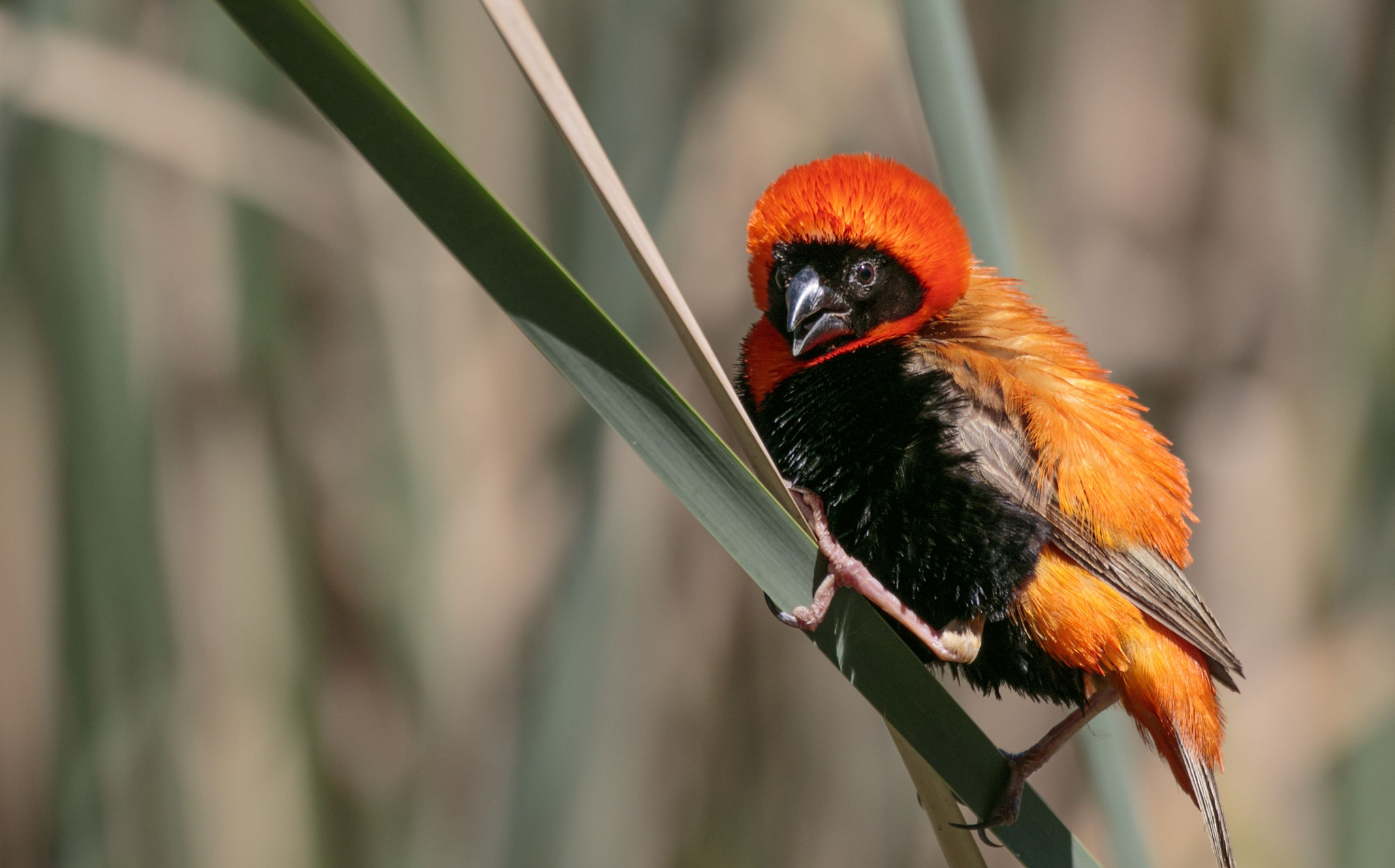 150-600mm F5-6.3 DG OS HSM | Contemporary 015 sample photo. Chirping bishop photography