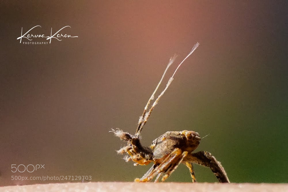 Sony a99 II sample photo. Green face wattle hopper !!! photography