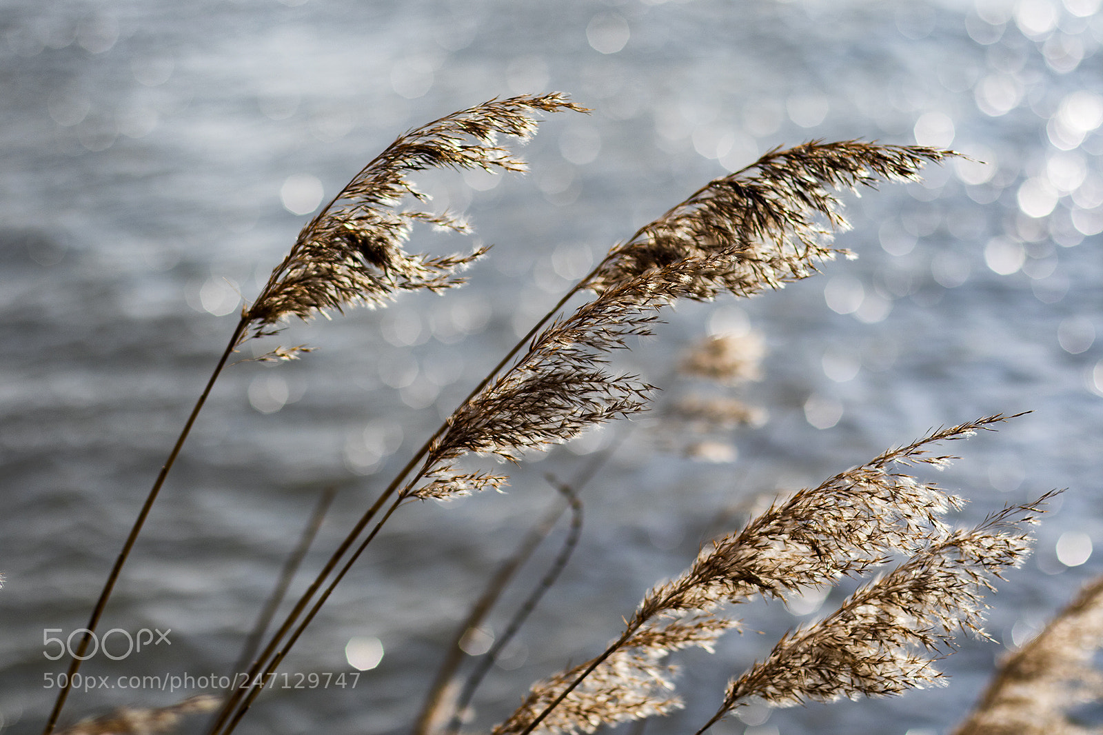 Canon EOS M3 sample photo. Reed plumes photography