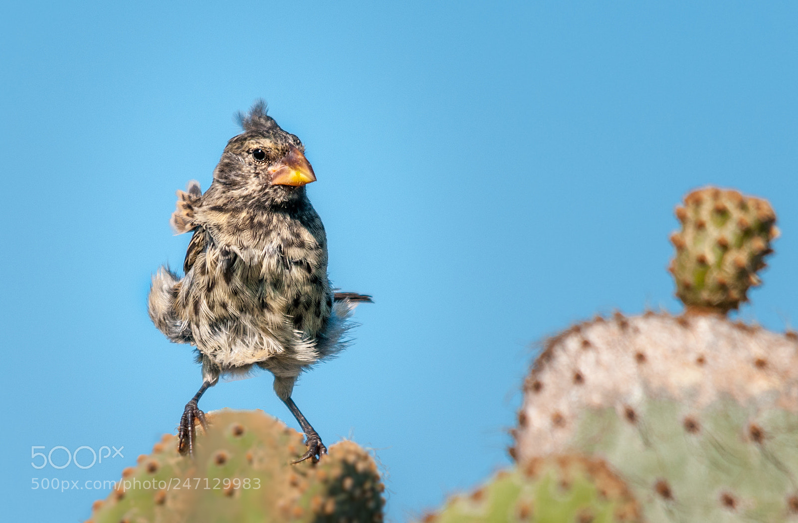 Nikon D300S sample photo. Galapagos darwin finch photography