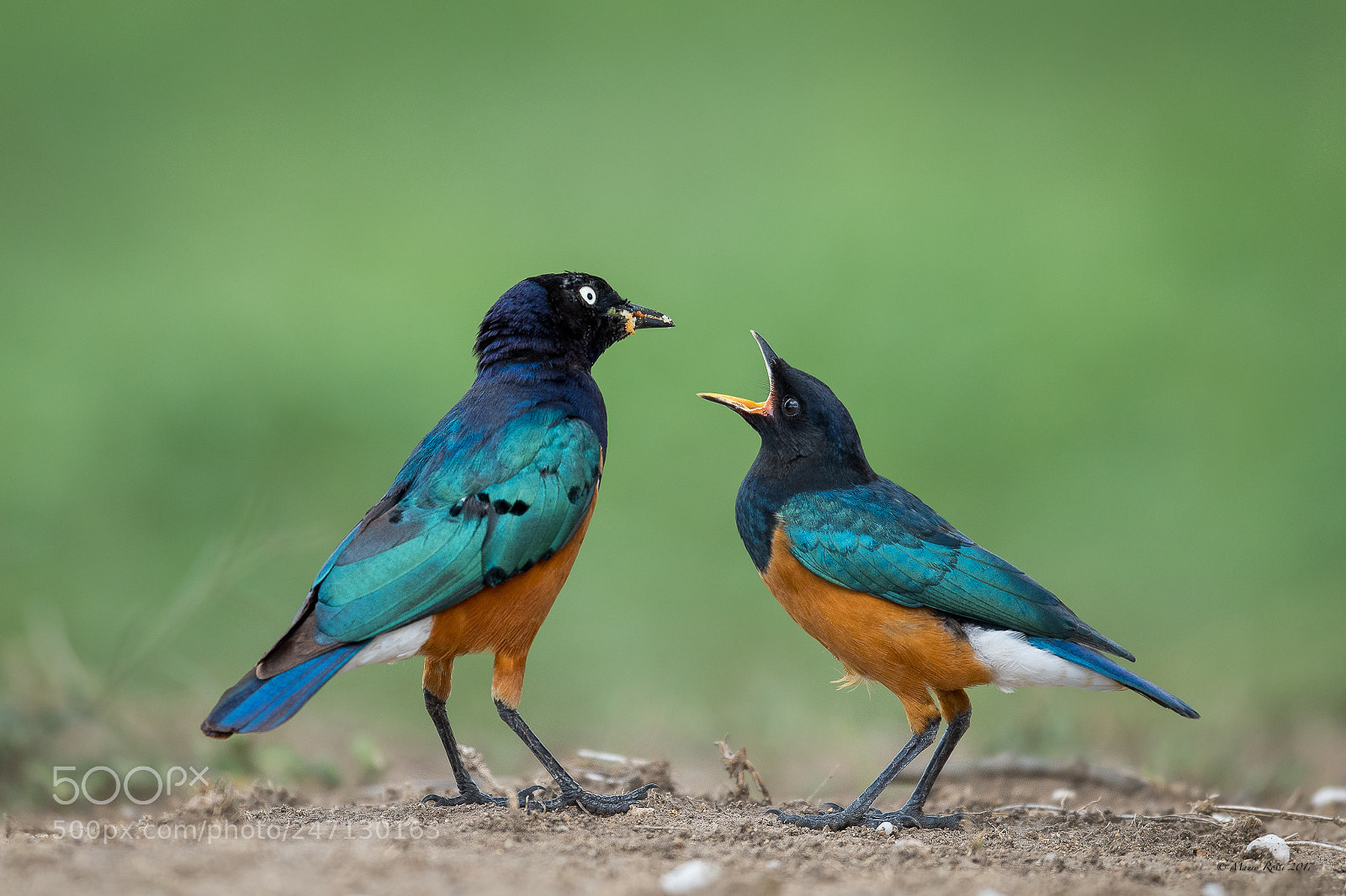 Nikon D5 sample photo. I'm hungry superb starling-storno photography