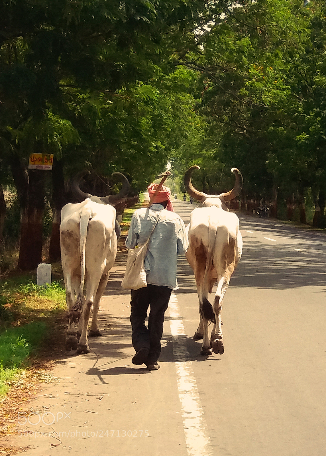 Samsung Galaxy J5 sample photo. The oldman with cows photography
