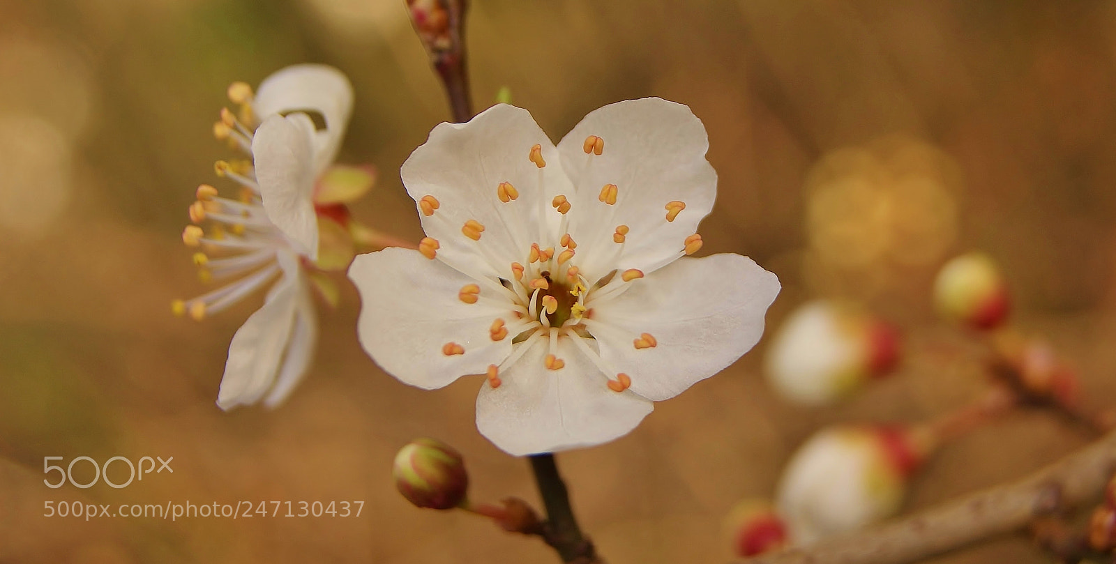 Sony Alpha DSLR-A380 sample photo. Joy hope ...hold this photography